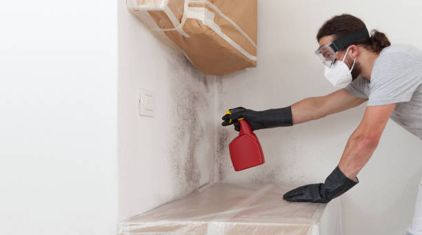 Professional Black Mold Remediation technician working in Fulton, IL
