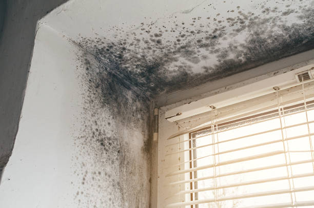 Affordable Black Mold Remediation solutions in Fulton, IL